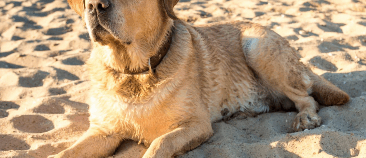 spiagge per cani Cesenatico