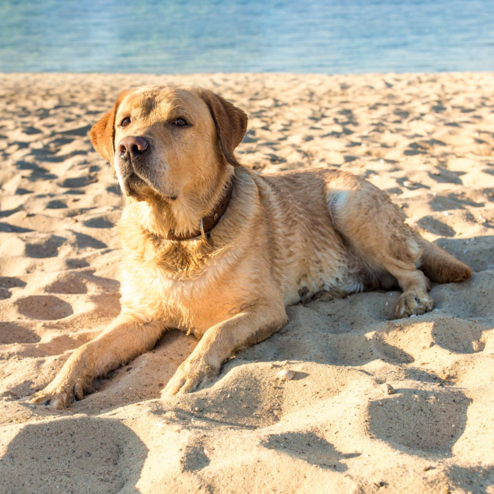 spiagge per cani Cesenatico