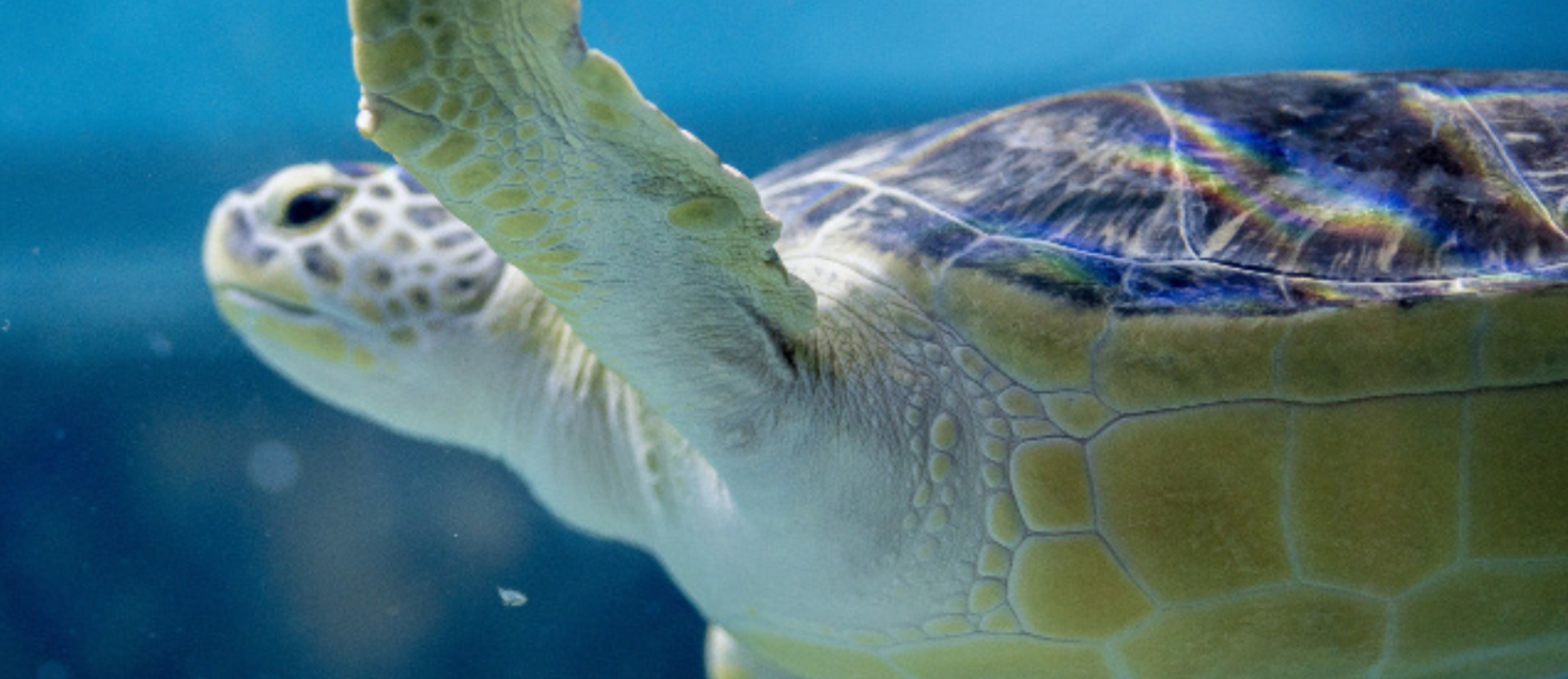 Una giornata a Oltremare