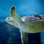 Una giornata a Oltremare